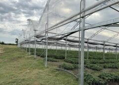 Prórroga | Apoyo para Recomposición de Cobertura (nylon) y Modernización de la Producción Hortícola Bajo Protección