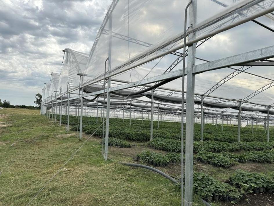 Prórroga | Apoyo para Recomposición de Cobertura (nylon) y Modernización de la Producción Hortícola Bajo Protección