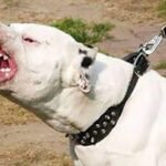 Perro Dogo muerde a niña de 8 años: Fue atacada en el cuello