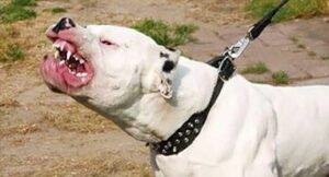 Perro Dogo muerde a niña de 8 años: Fue atacada en el cuello