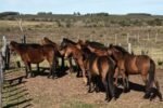 ¡Peligro en las calles! Policía incauta caballos sueltos en zonas urbanas de Salto