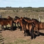 ¡Peligro en las calles! Policía incauta caballos sueltos en zonas urbanas de Salto
