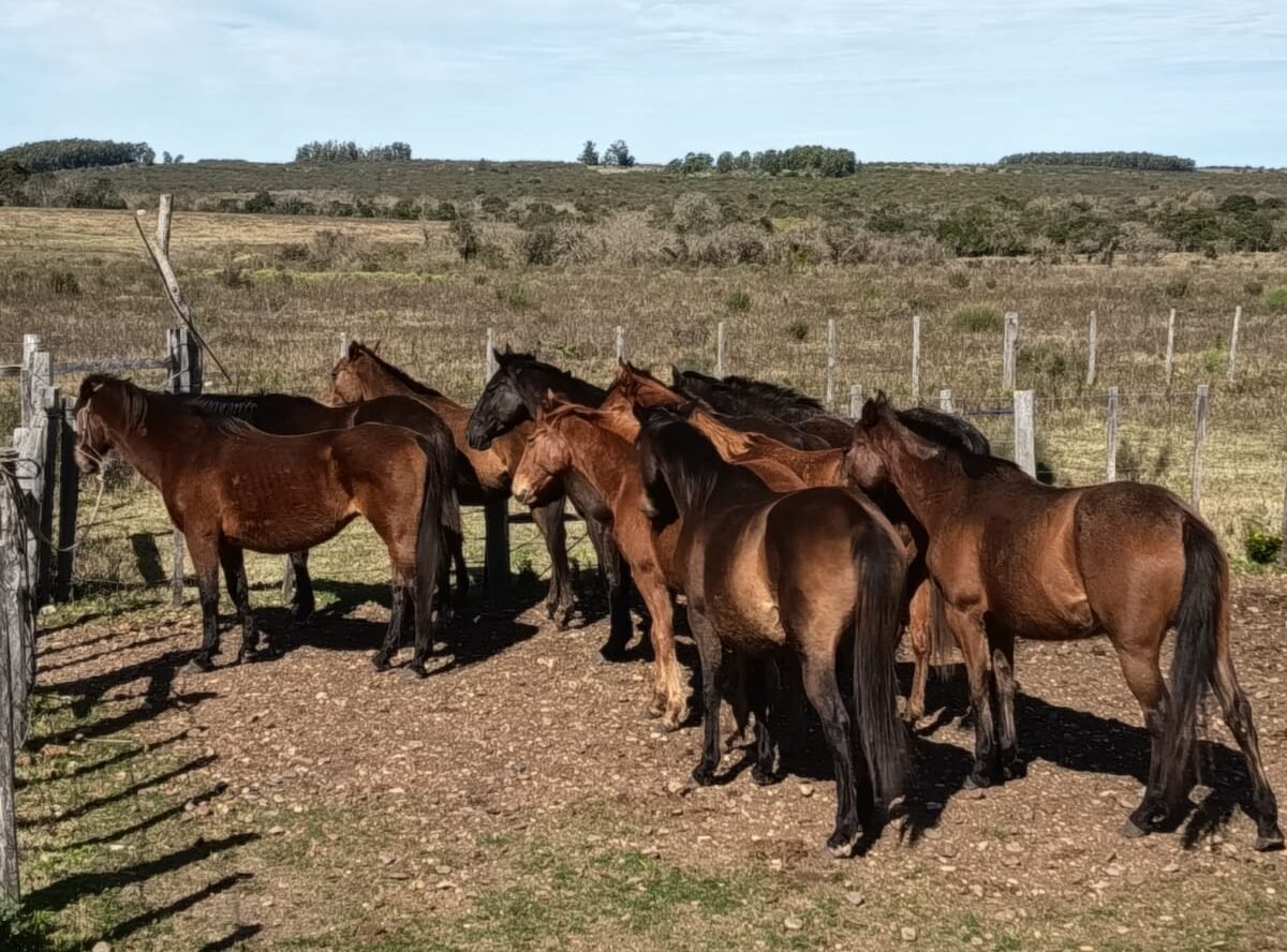 ¡Peligro en las calles! Policía incauta caballos sueltos en zonas urbanas de Salto