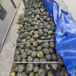 Incautaciones por 6 millones de pesos y tres personas formalizadas en procedimientos realizados en Treinta y Tres