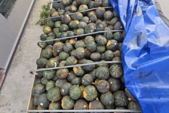 Incautaciones por 6 millones de pesos y tres personas formalizadas en procedimientos realizados en Treinta y Tres