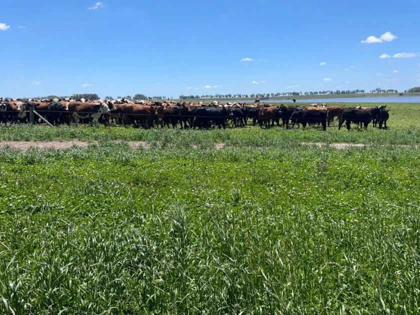 Fuerte demanda por semillas forrajeras en la previa del otoño