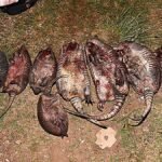 Detienen a tres hombres con tat&uacute;es cazados ilegalmente y arma de fuego sin documentaci&oacute;n en Ruta 30/ conductor condenado a seis meses