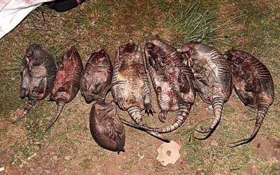 Detienen a tres hombres con tatúes cazados ilegalmente y arma de fuego sin documentación en Ruta 30/ conductor condenado a seis meses