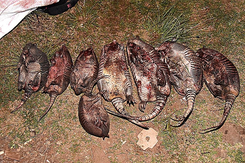 Detienen a tres hombres con tatúes cazados ilegalmente y arma de fuego sin documentación en Ruta 30/ conductor condenado a seis meses