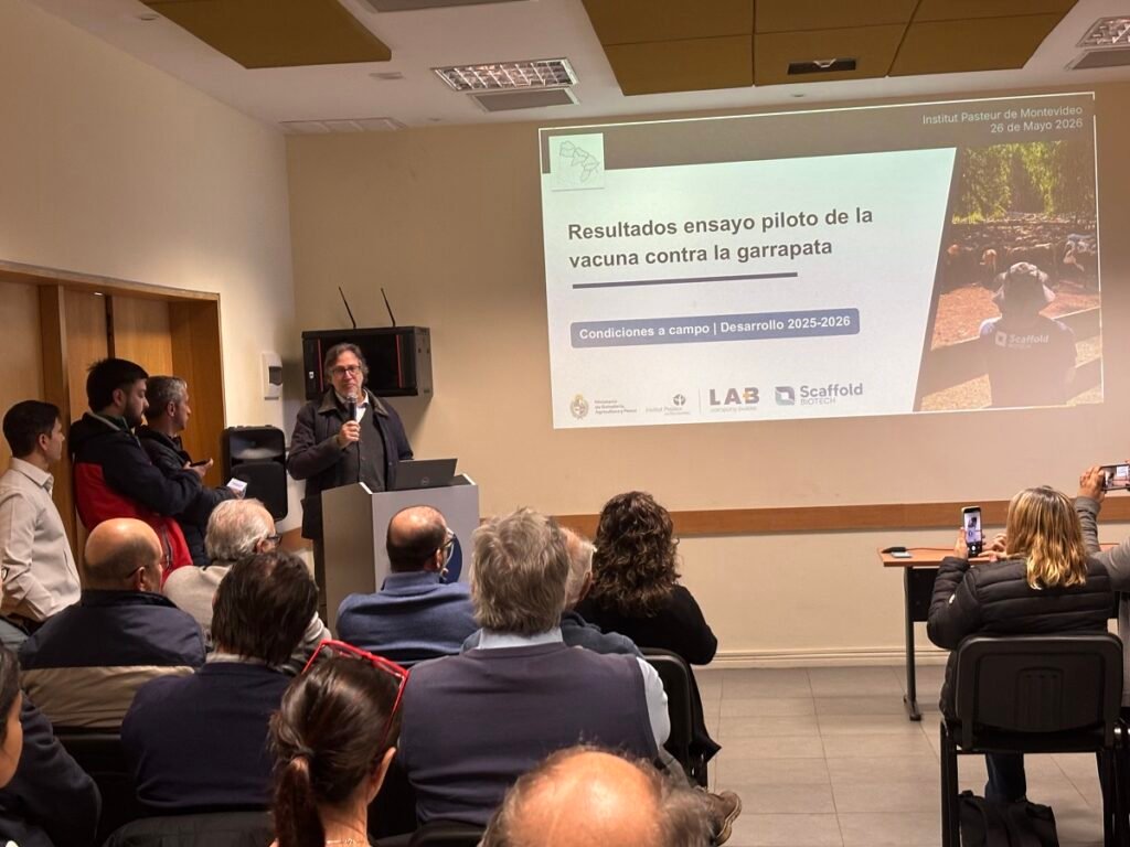 Culmin&oacute; ensayo piloto de vacuna uruguaya contra la garrapata y crece la expectativa en el sector ganadero